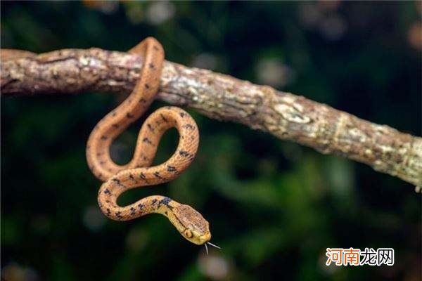 男人梦见被蛇咬到手 男人梦见被蛇咬到手指是什么意思