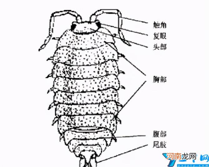 家里有潮虫怎么彻底消灭 怎么样找到潮虫的窝？