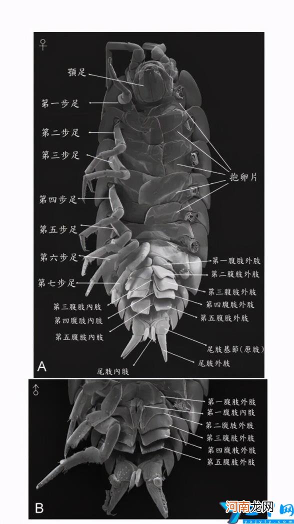 家里有潮虫怎么彻底消灭 怎么样找到潮虫的窝？