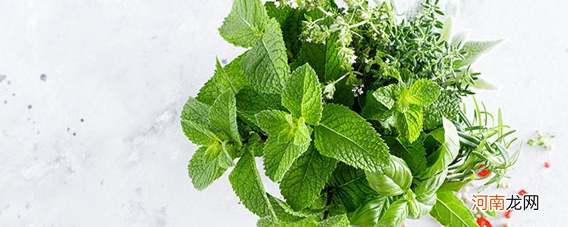 薄荷叶能生吃吗 薄荷叶生吃可以吗