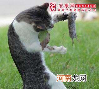 梦到老鼠周公解梦 做梦梦到老鼠周公解梦