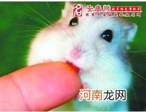 梦到老鼠周公解梦 做梦梦到老鼠周公解梦