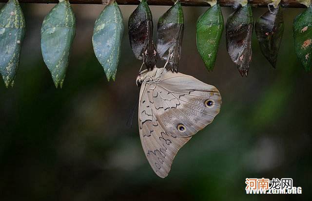 周公解梦做梦 周公解梦做梦被人追着跑意味着什么