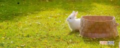兔的特点 兔子的特点和习性
