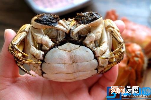 新手螃蟹的吃法剥法图解 大闸蟹怎么吃才正确