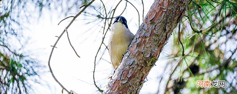 保护树木的鸟类有哪些 有哪些保护树木的鸟类