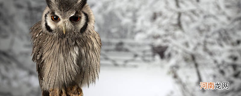 猫头鹰是鸟类还是猫科 猫头鹰属于鸟类还是猫科