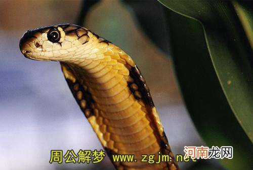 解梦眼镜 解梦眼镜蛇近屋