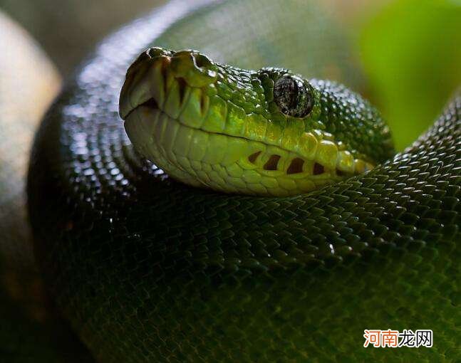 中年女人梦到蛇是什么意思 中年女人梦见蛇是什么意思