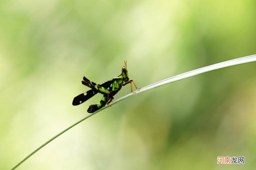 解梦蚂蚱 梦见好多蚂蚱是什么征兆