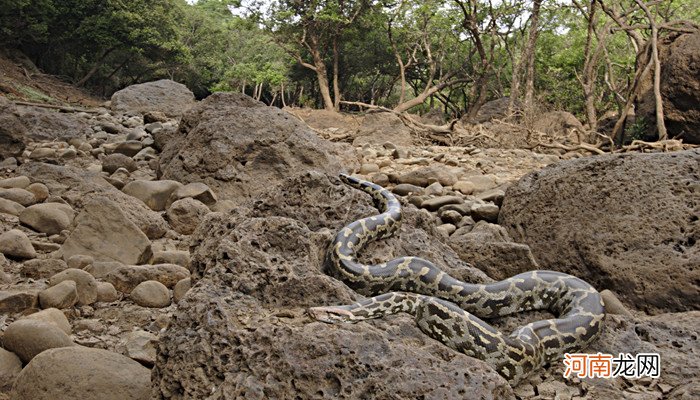 水蚺和蟒蛇的区别 水蚺和蟒蛇的区别是什么