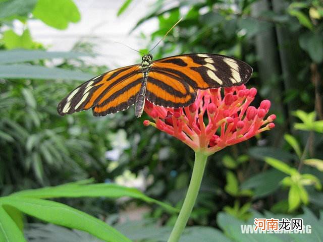 周公解梦小孩 周公解梦小孩吃自己的奶