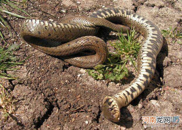 睡觉梦到蛇是什么预兆 睡觉梦到蛇是什么情况