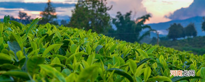 空山茶产自哪里 空山茶的产地