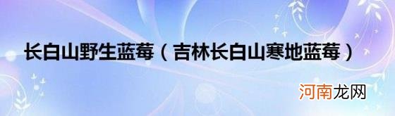 吉林长白山寒地蓝莓 长白山野生蓝莓