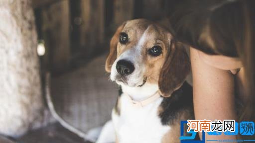 狗图片大全(图片 脏狗狗图片大全图片)