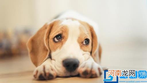 狗图片大全(图片 脏狗狗图片大全图片)