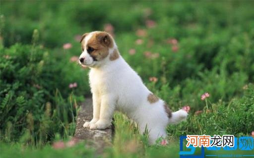 狗图片大全(图片 脏狗狗图片大全图片)