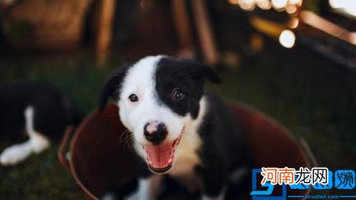 狗图片大全(图片 脏狗狗图片大全图片)