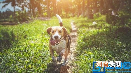 狗图片大全(图片 脏狗狗图片大全图片)