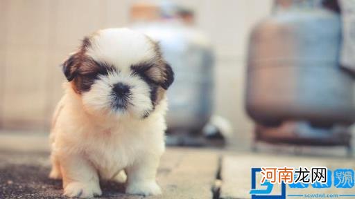 狗图片大全(图片 脏狗狗图片大全图片)