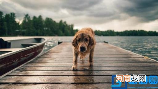 狗图片大全(图片 脏狗狗图片大全图片)