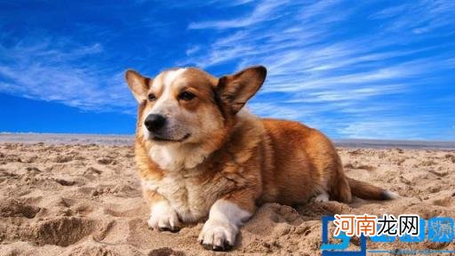 狗图片大全(图片 脏狗狗图片大全图片)