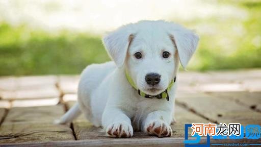 狗图片大全(图片 脏狗狗图片大全图片)