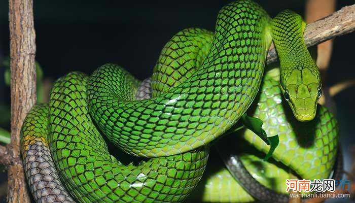 梦见蛇是胎梦吗女人 梦见蛇都是胎梦吗