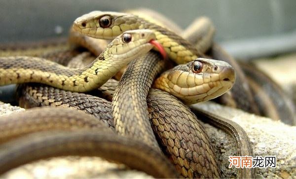 梦见蛇是胎梦吗女人 梦见蛇都是胎梦吗