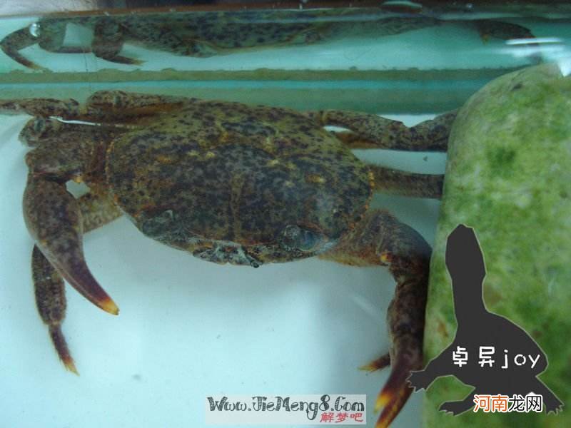 解梦捉龟 梦到捉龟鳖