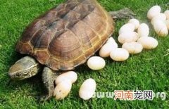 解梦捉龟 梦到捉龟鳖