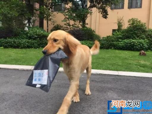 宠物狗品种图片大全价格