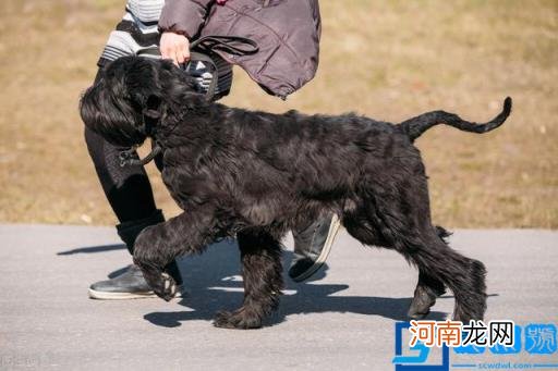 宠物狗品种图片大全价格