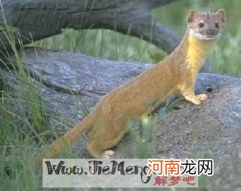 周公解梦解大便 梦到解大便