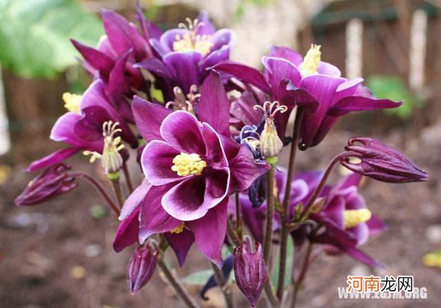 解梦药 解梦药盒