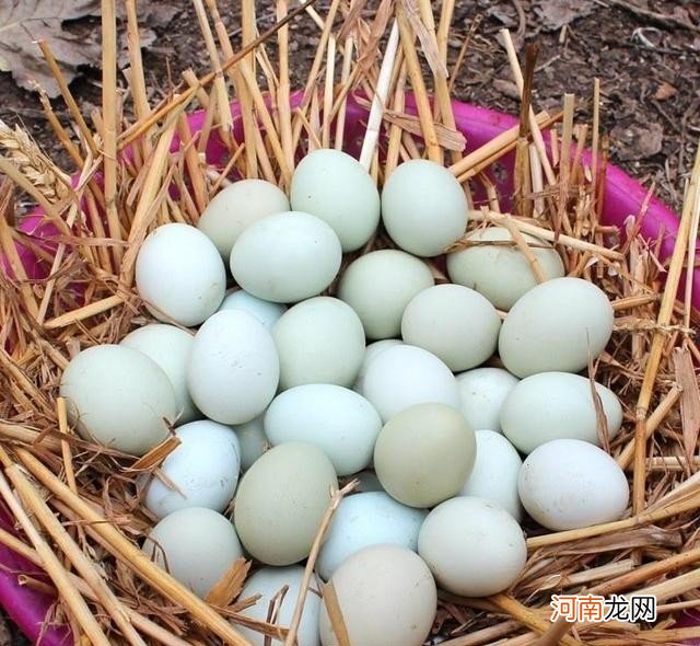 吃土鸡蛋的功效与作用 有机土鸡蛋的营养价值