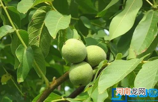 最好的核桃是哪里产的 哪里出产的核桃比较好