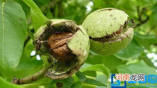 最好的核桃是哪里产的 哪里出产的核桃比较好