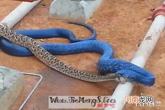 男梦到蛇咬自己是怎么回事 男人梦见蛇咬自己是什么预兆