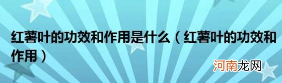 红薯叶的功效和作用 红薯叶的功效和作用是什么