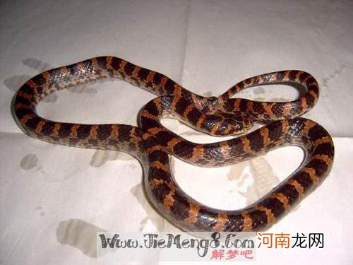 梦到老公打扫院子什么预兆解梦 梦见老公打扫院子