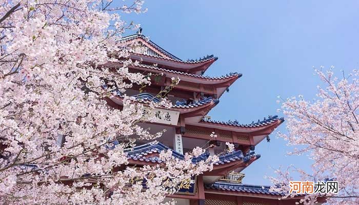 关于樱花最出名的诗句有哪些 樱花最出名的诗句有哪些