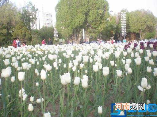 紫色郁金香花语是什么 紫色的郁金香的花语