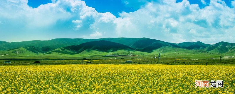 中国十大赏油菜花胜地 中国十大赏油菜花胜地在哪里