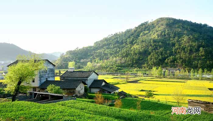 中国十大赏油菜花胜地 中国十大赏油菜花胜地在哪里