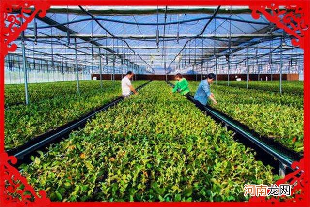 适合在农村创业好项目 适合在农村创业好项目有哪些