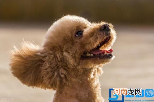 宠物狗小型犬最漂亮的 最漂亮的小型犬有哪些