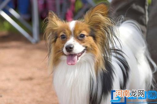 宠物狗小型犬最漂亮的 最漂亮的小型犬有哪些