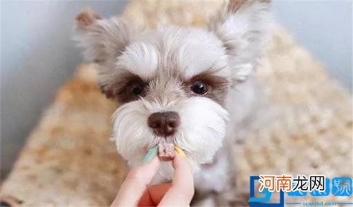 宠物狗小型犬最漂亮的 最漂亮的小型犬有哪些